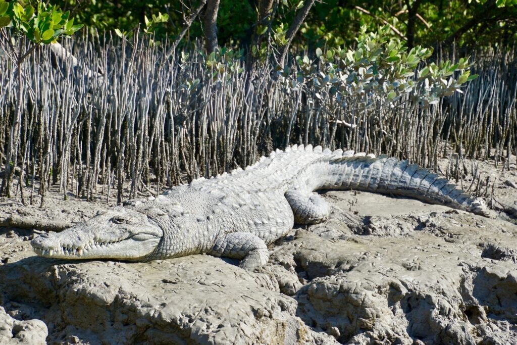 Everglades national park